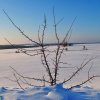 Фото Тихоновы. Зима