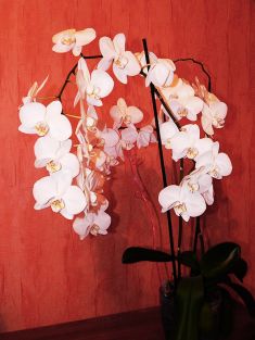 Вохма. Орхидея